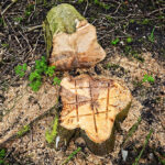 Removing Tree Stumps Helps Maintain Cleaner Outdoor Areas Year-Round