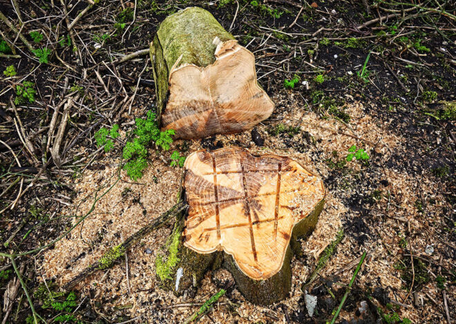 Removing Tree Stumps Helps Maintain Cleaner Outdoor Areas Year-Round