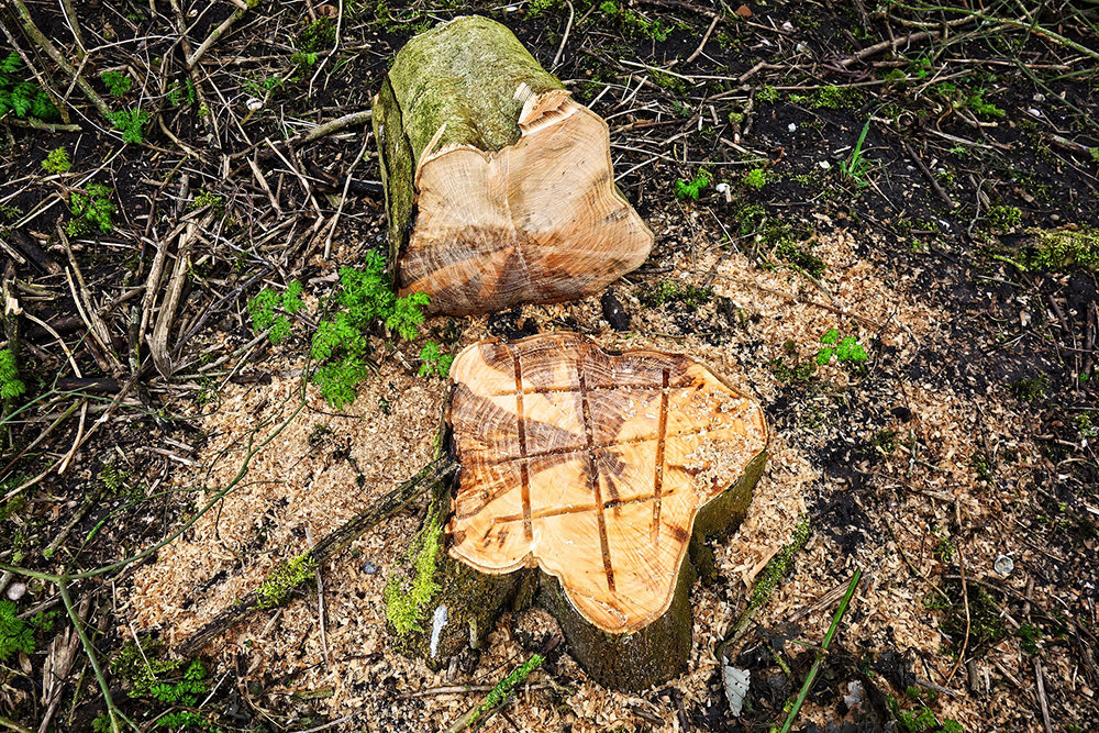 Removing Tree Stumps Helps Maintain Cleaner Outdoor Areas Year-Round